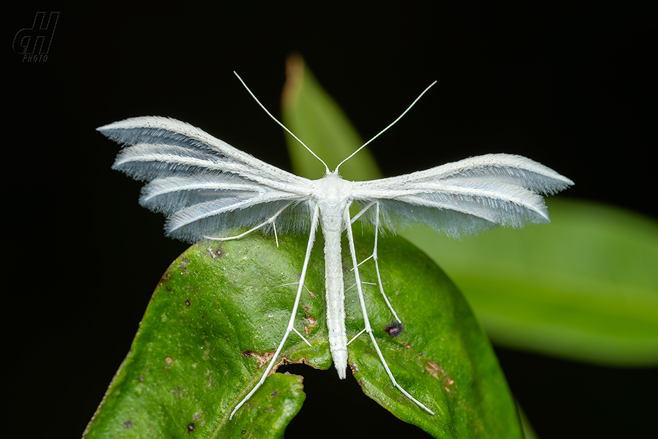 pernatuška trnková - Pterophorus pentadactyla