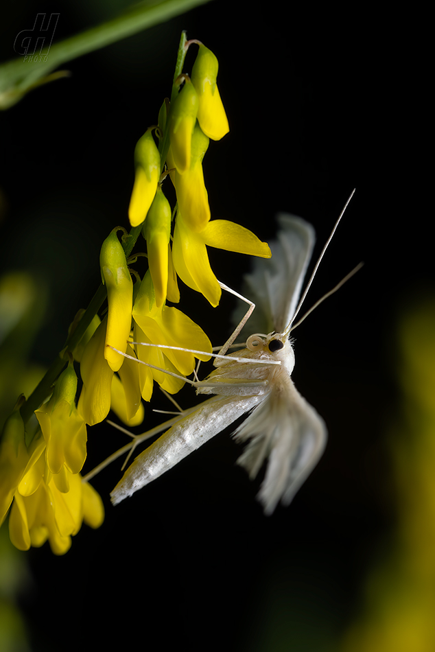 pernatuška trnková - Pterophorus pentadactyla