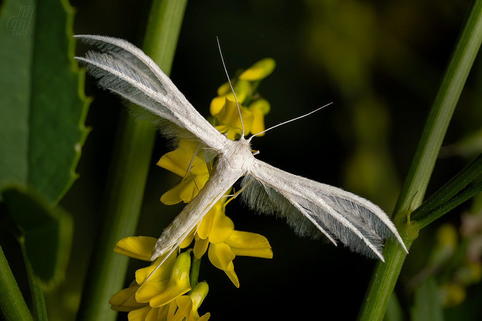 pernatuška trnková - Pterophorus pentadactyla