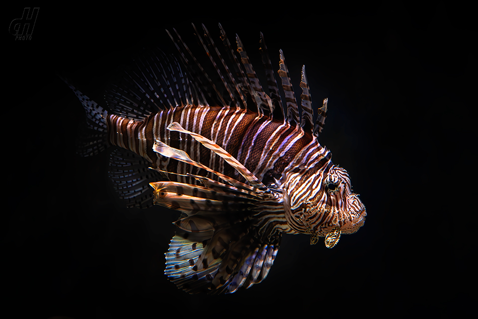 perutýn ohnivý - Pterois volitans