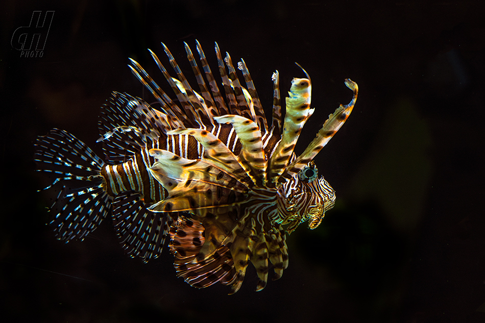 perutýn ohnivý - Pterois volitans