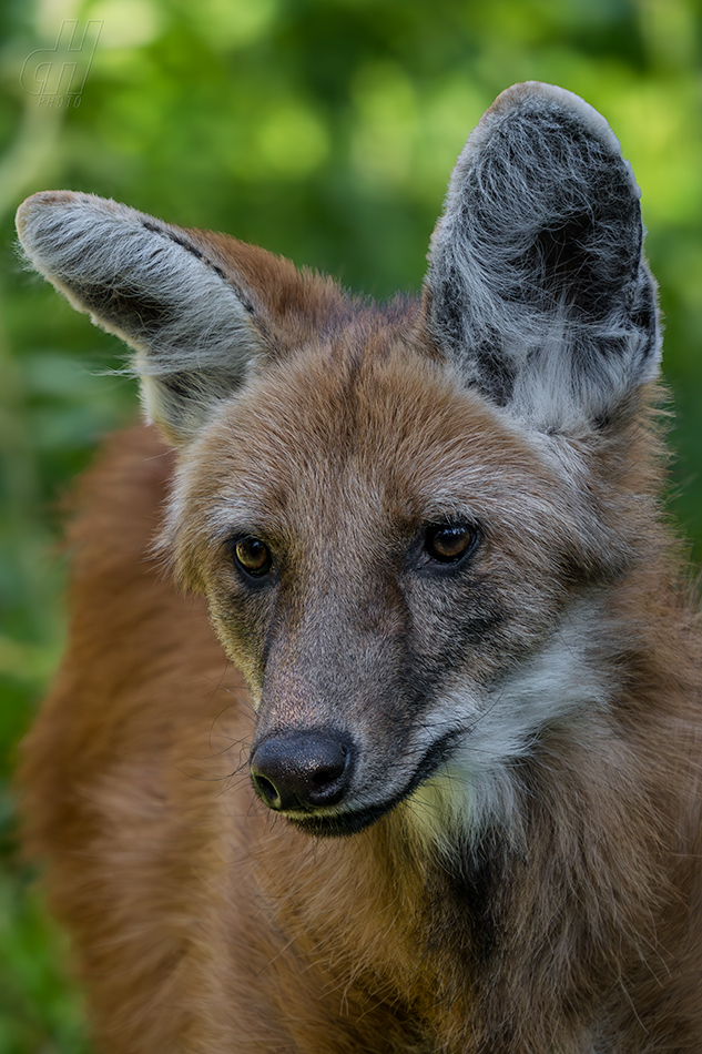 pes hřivnatý - Chrysocyon brachyurus