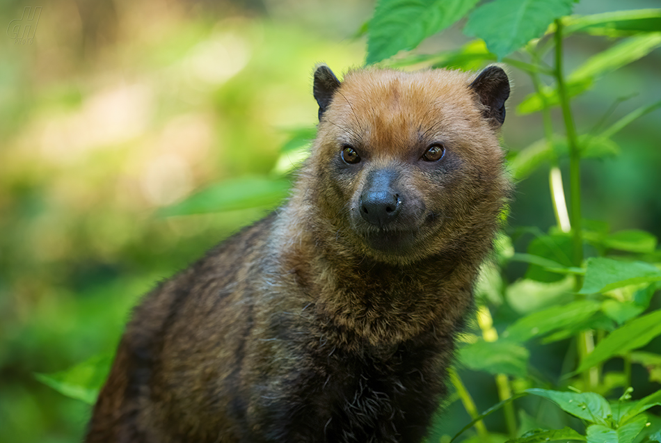 pes pralesní - Speothos venaticus