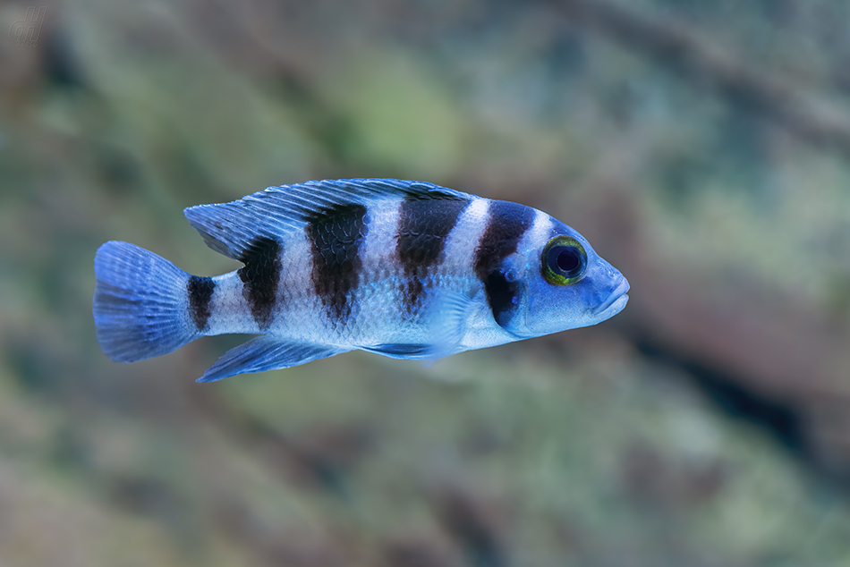 pestřenec šnekožravý - Neolamprologus tretocephalus