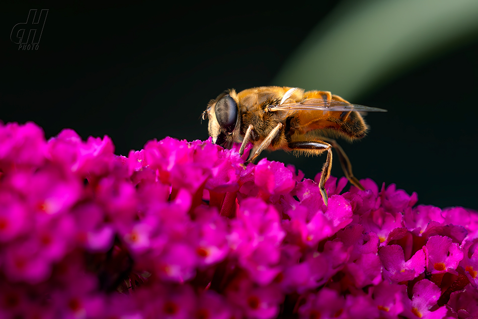 pestřenka trubcová - Eristalis tenax