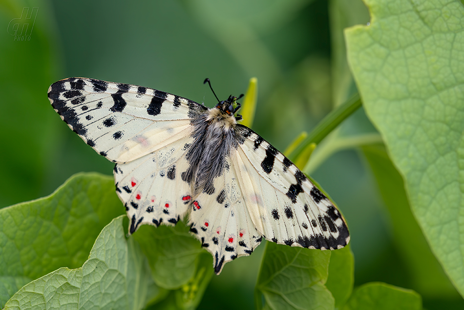 pestrokřídlec balkánský - Zerynthia cerisyi 