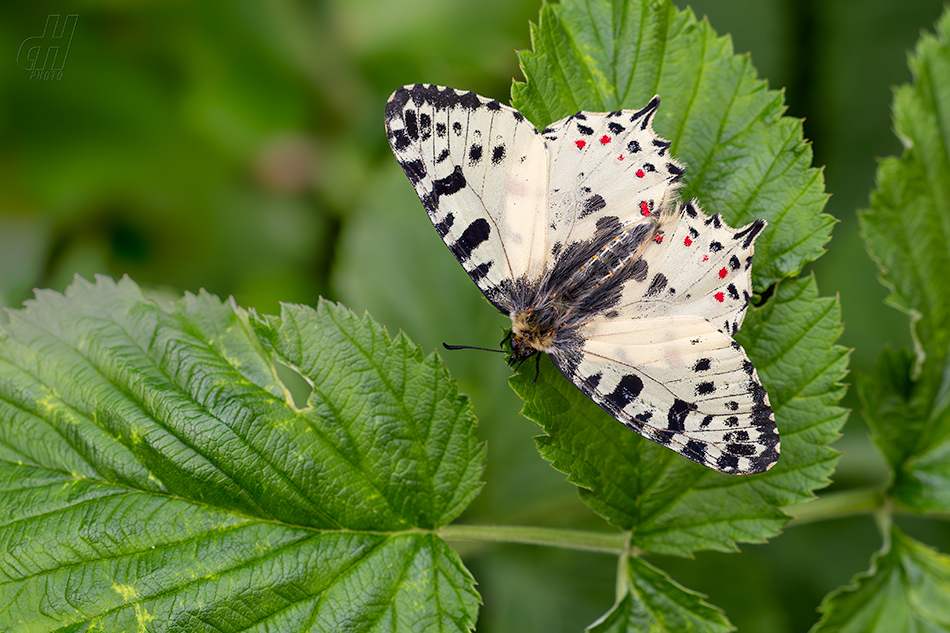 pestrokřídlec balkánský - Zerynthia cerisyi 
