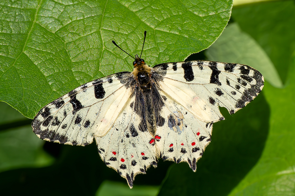 pestrokřídlec balkánský - Zerynthia cerisyi 