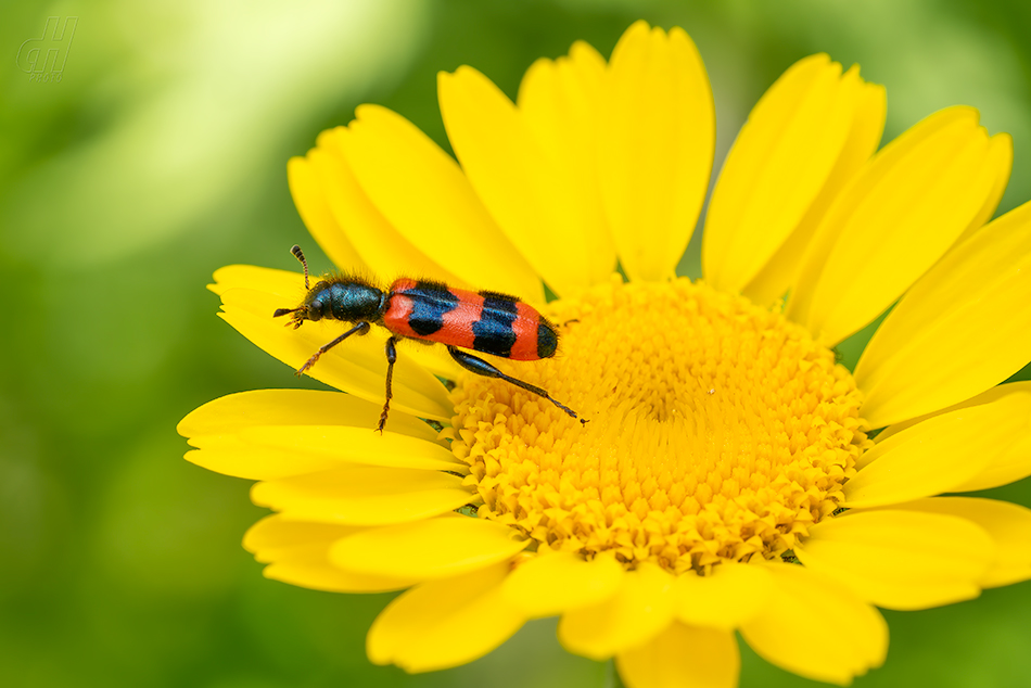 pestrokrovečník včelový - Trichodes apiarius