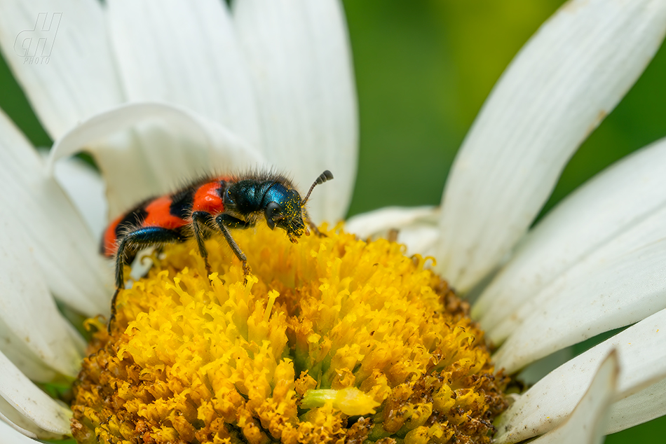 pestrokrovečník včelový - Trichodes apiarius