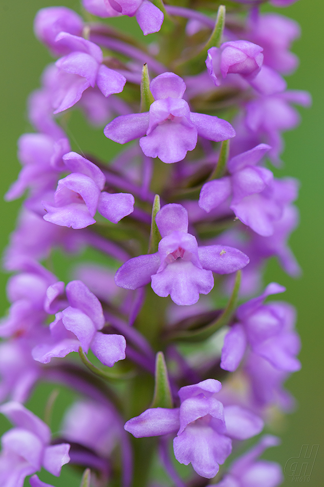 pětiprstka hustokvětá - Gymnadenia densiflora