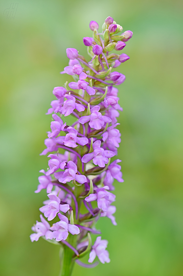 pětiprstka hustokvětá - Gymnadenia densiflora