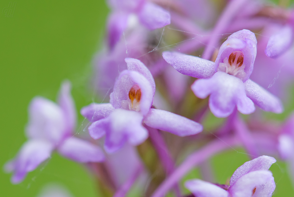 pětiprstka hustokvětá - Gymnadenia densiflora