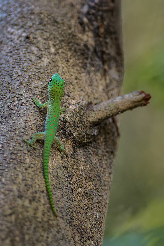 Phelsuma kochi