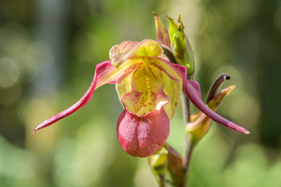 Phragmipedium Lemoinierianum