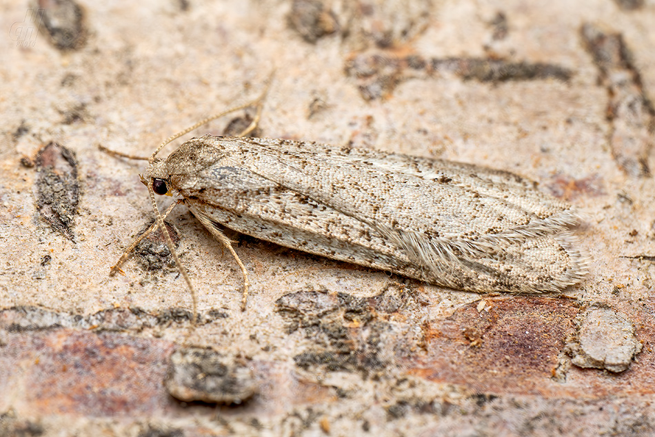 Phycitodes maritima