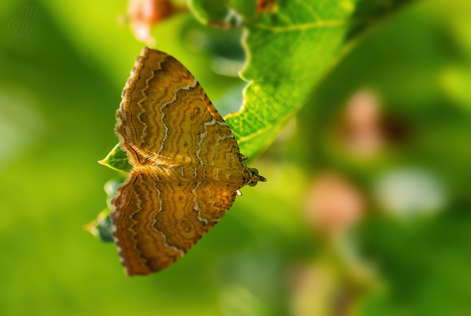 píďalka kopřivová - Camptogramma bilineatum