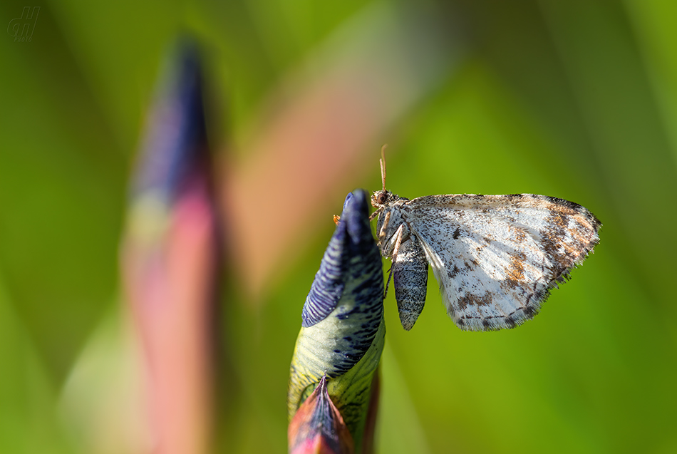 píďalka obecná - Epirrhoe alternata