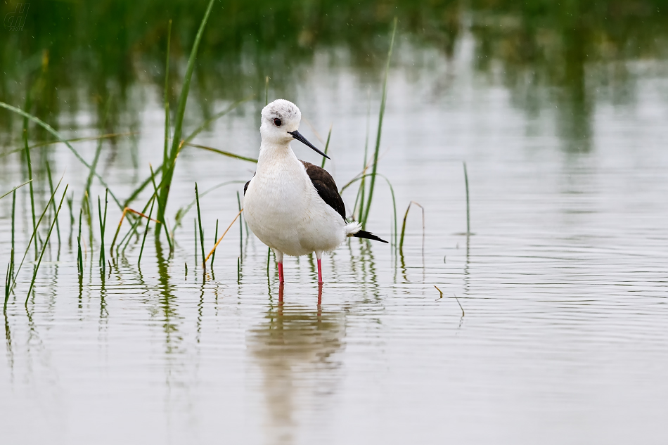 pisila čáponohá - Himantopus himantopus