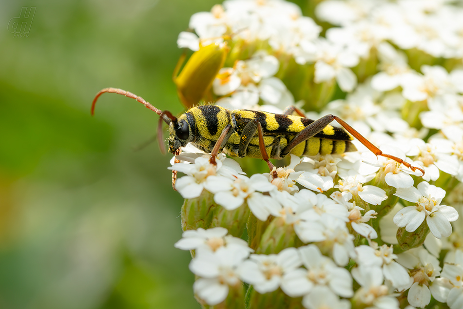 Plagionotus floralis