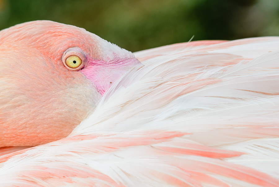 plameňák růžový - Phoenicopterus roseus