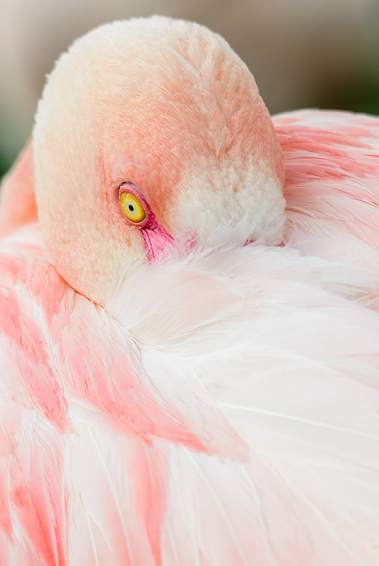 plameňák růžový - Phoenicopterus roseus
