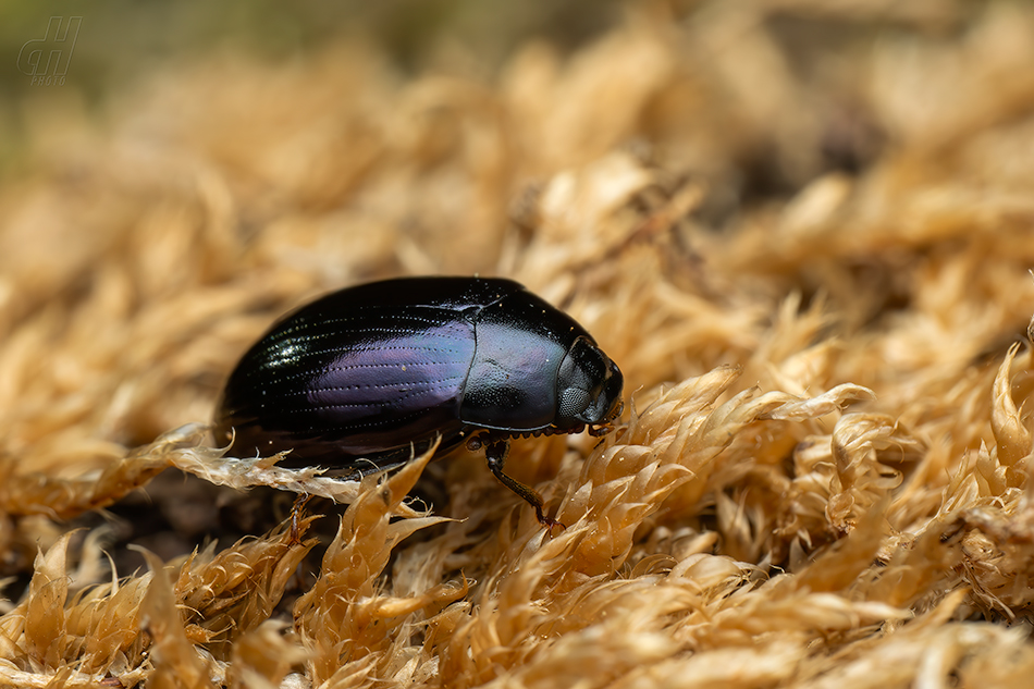 Platydema violaceum