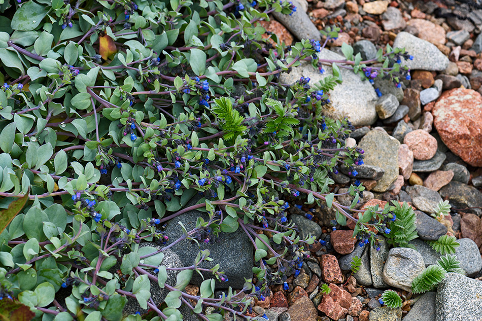 plícněnka přímořská - Mertensia maritima