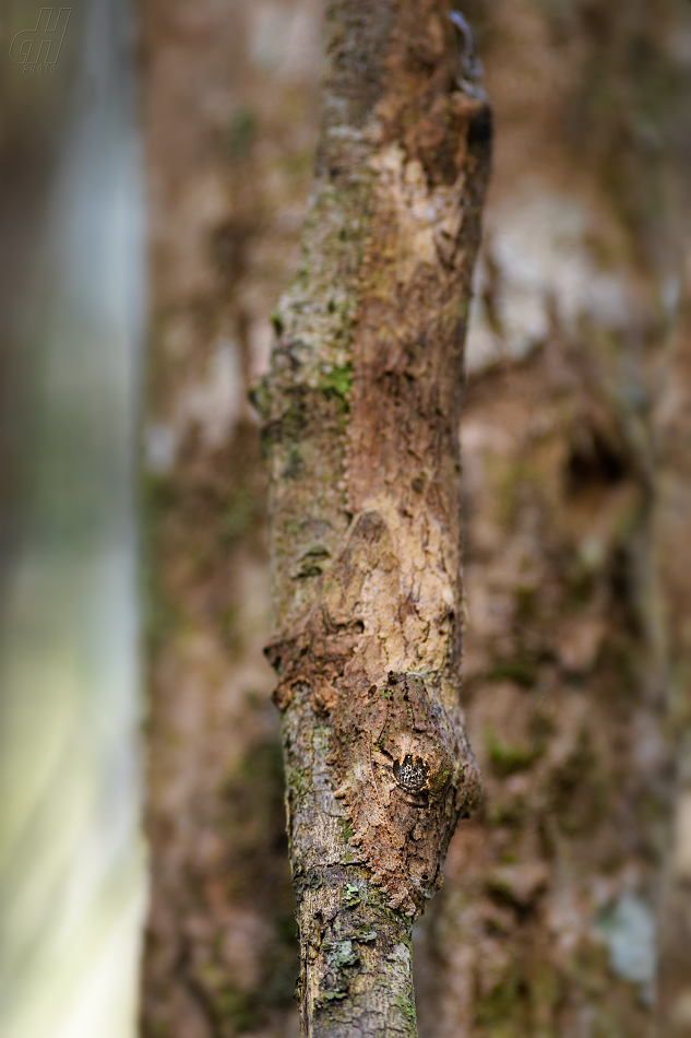 ploskorep listoocasý - Uroplatus sikorae