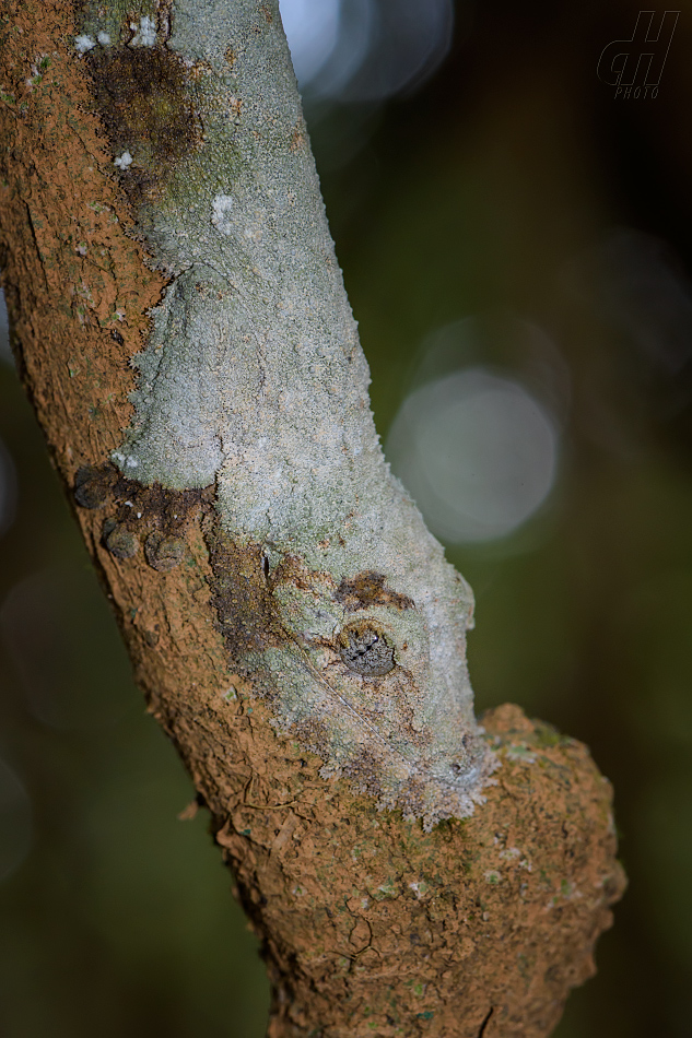 ploskorep listoocasý - Uroplatus sikorae