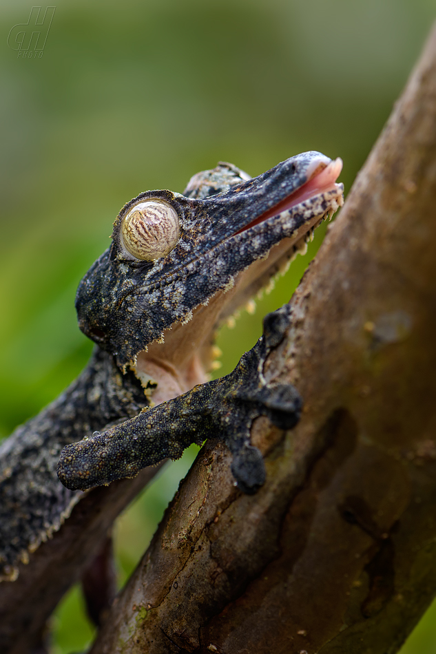 ploskorep třásnitý - Uroplatus fimbriatus