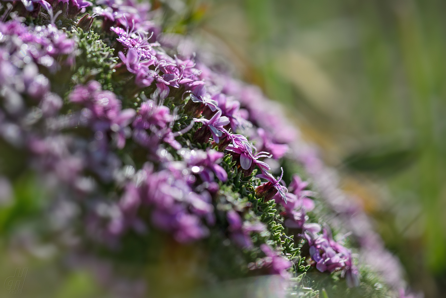 pochybek alpský - Androsace alpina