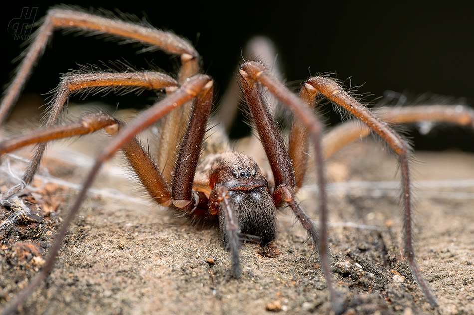 pokoutník domácí - Tegenaria domestica