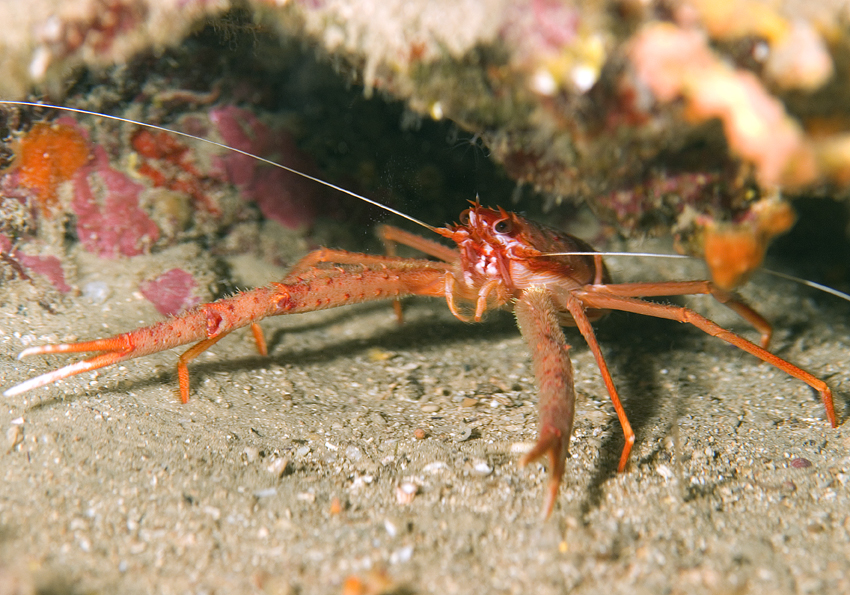 polokrab dlouhoramenný - Munida rugosa