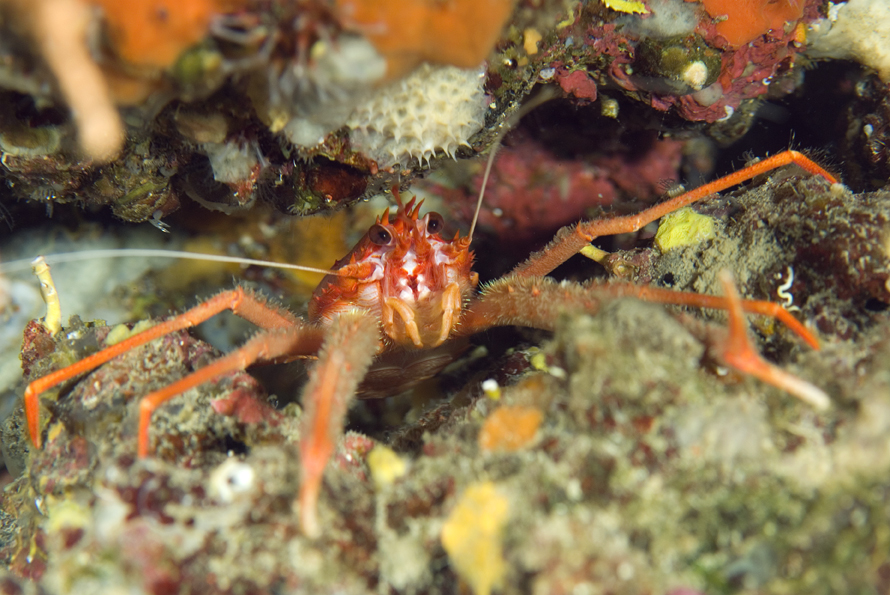 polokrab dlouhoramenný - Munida rugosa