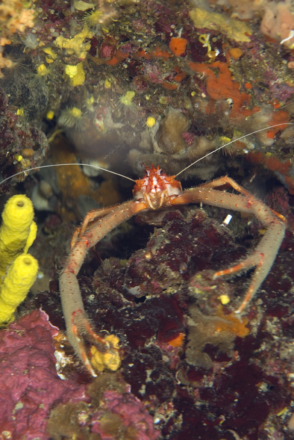 polokrab dlouhoramenný - Munida rugosa