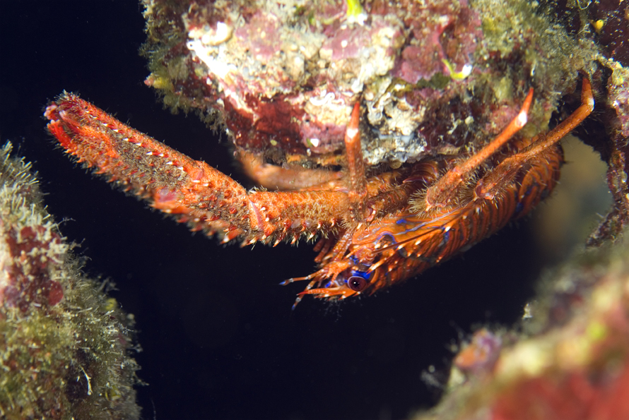 polokrab ostnitý - Galathea strigosa