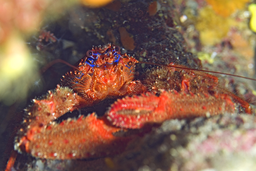 polokrab ostnitý - Galathea strigosa