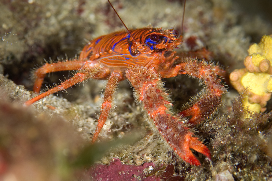 polokrab ostnitý - Galathea strigosa