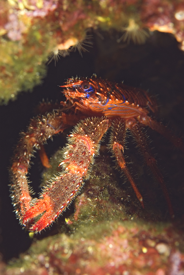 polokrab ostnitý - Galathea strigosa