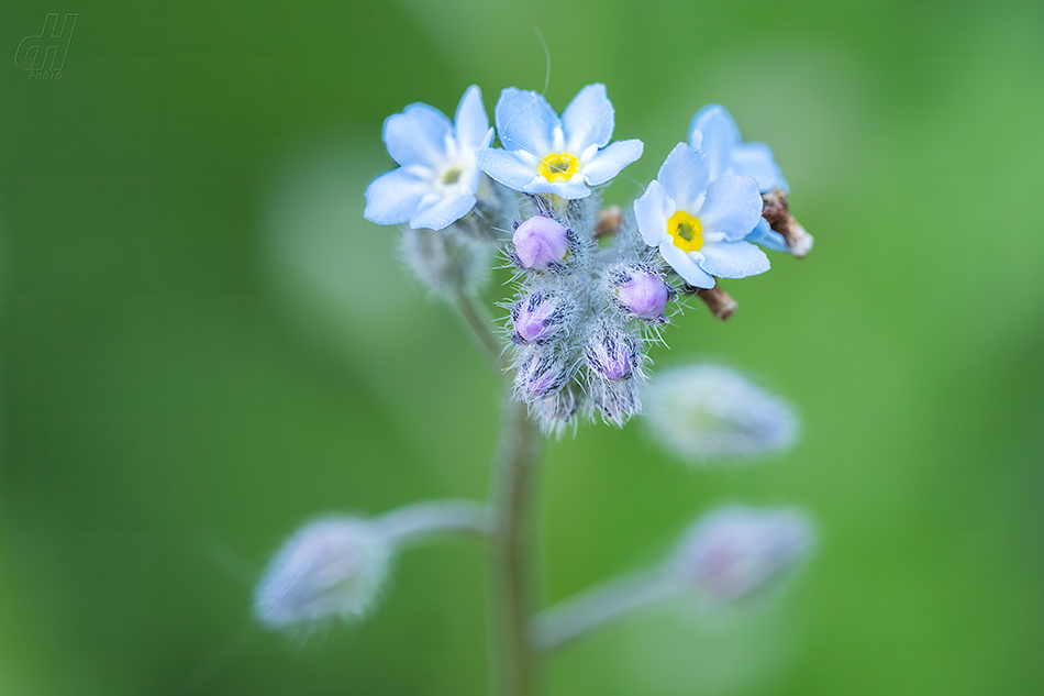 pomněnka rolní - Myosotis arvensis