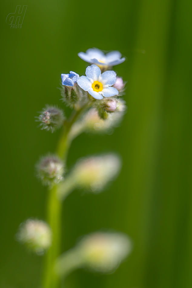 pomněnka rolní - Myosotis arvensis