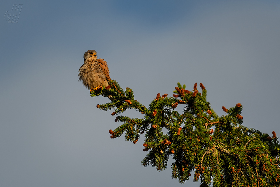 poštolka obecná - Falco tinnunculus