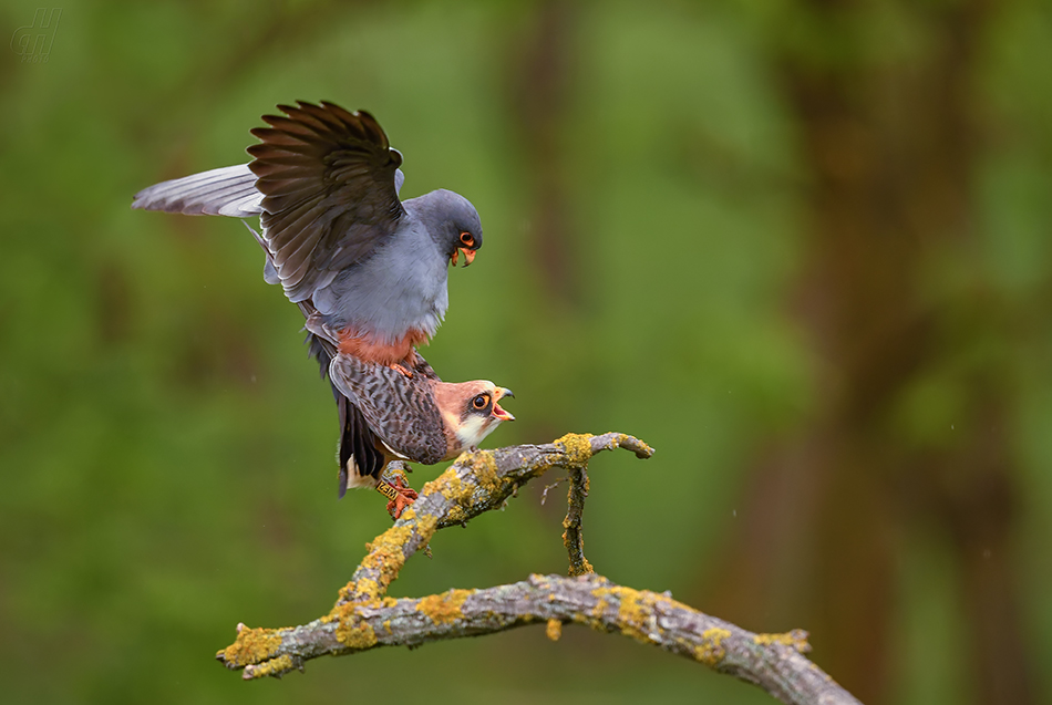 poštolka rudonohá - Falco vespertinus