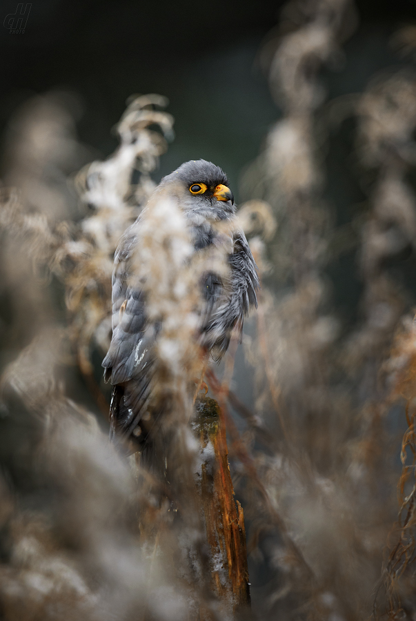 poštolka rudonohá - Falco vespertinus