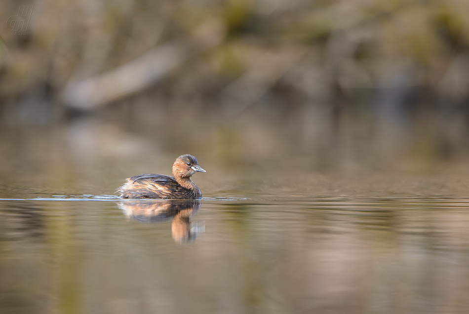 potápka malá - Tachybaptus ruficollis