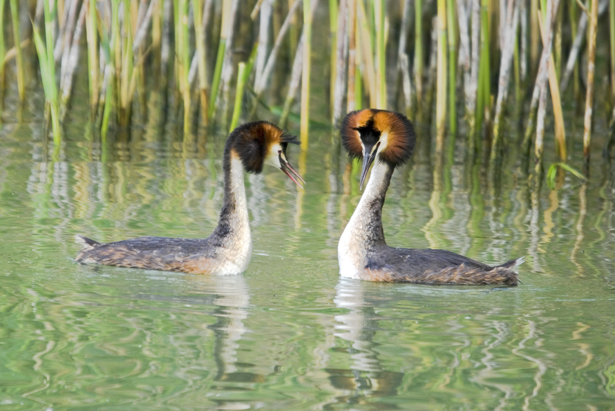 potápka roháč - Podiceps cristatus