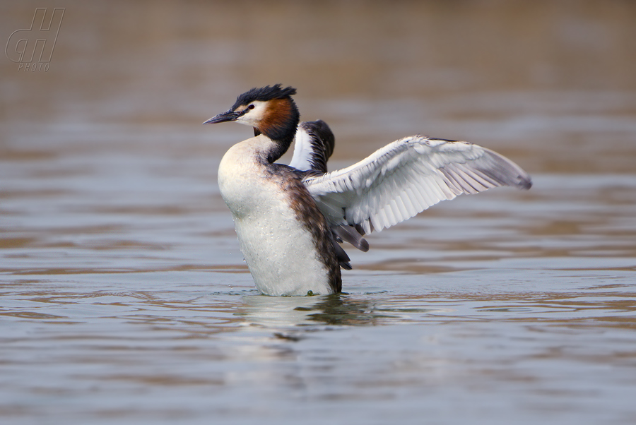 potápka roháč - Podiceps cristatus