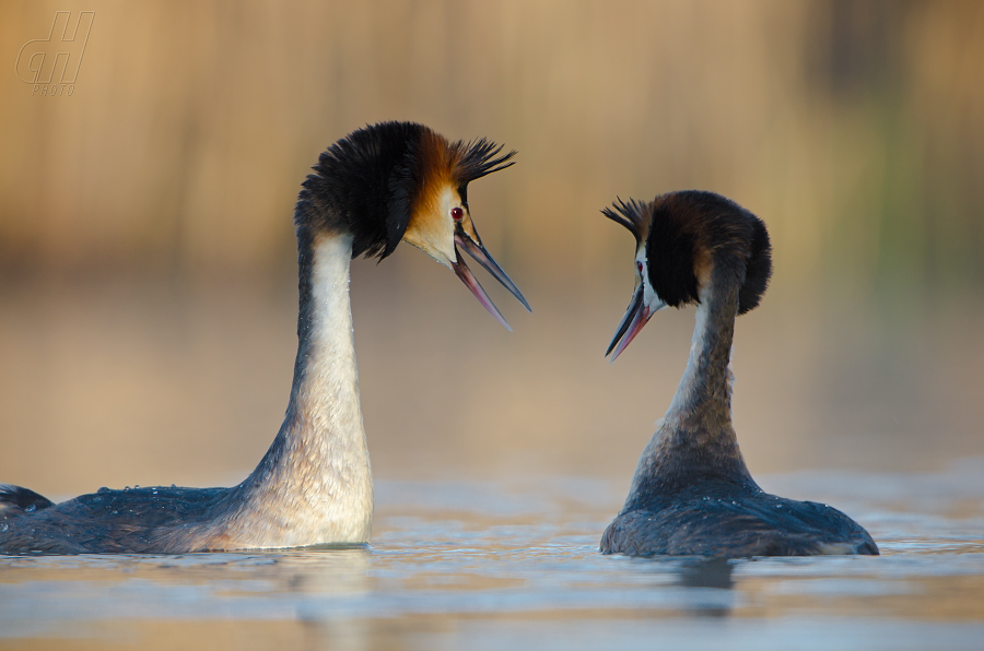 potápka roháč - Podiceps cristatus