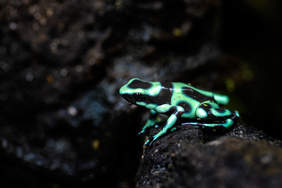 pralesnička batiková - Dendrobates auratus